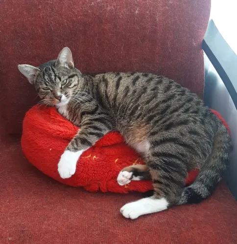 Doação de Gata