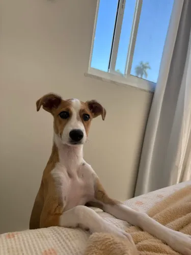 Cachorro Filhote Vira-Lata