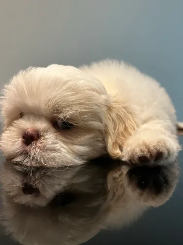 Cachorro shitzu macho 