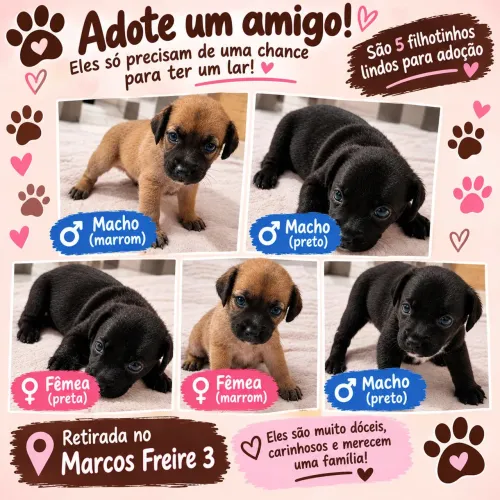 Cachorrinhos para doação