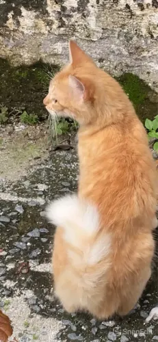 Gata laranja castrada para adoção responsável 
