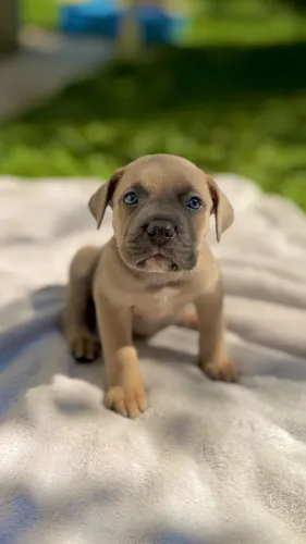 Cane corso Formentino