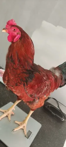 Casal galo e galinha topo de linha pondo ovo .