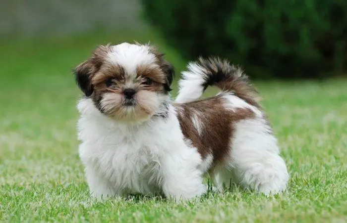 Doação responsável - Shih Tzu 