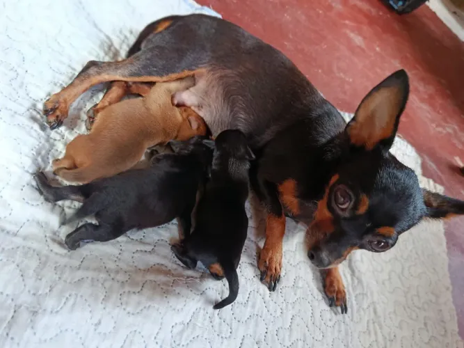 Filhotes de Pinscher (0)