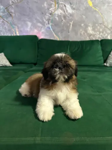 Venda de filhotes shih tzu.