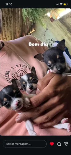 VENDO PINSCHER FÊMEA 