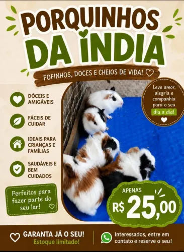 Porquinhos da índia Filhotes fofinho