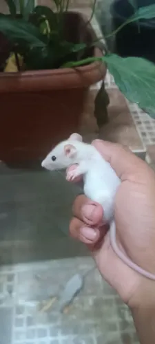 Rato Twister