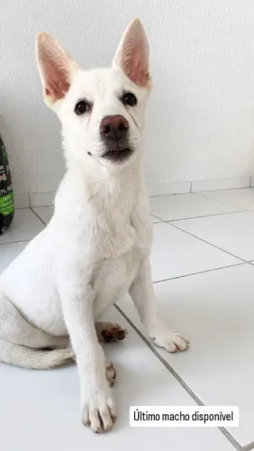 Pastor suíço disponíveis