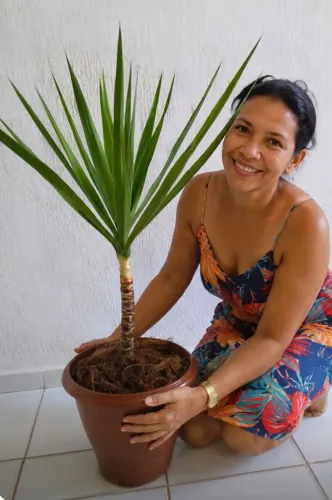planta natural yucca fazemos entrega