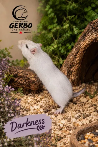 Filhotes de Gerbil a venda