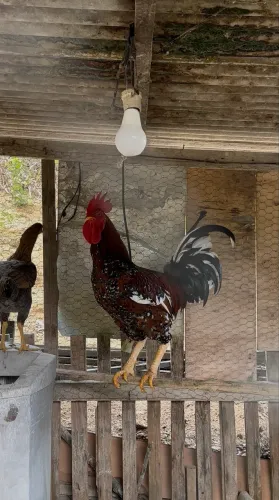 Frango gsb pra sair logo