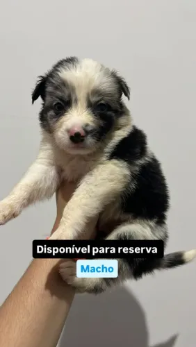 Filhotes de Border collie 