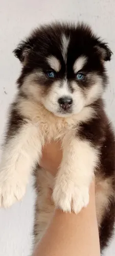 Husky siberiano com 60 dias vermigada e vacinado