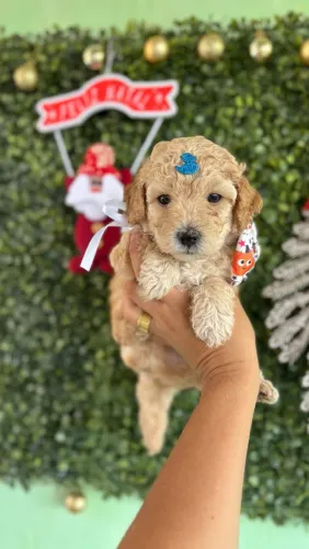 Poodle toy Macho