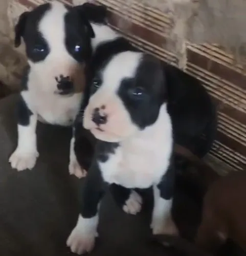 Só resta esses dois filhotes