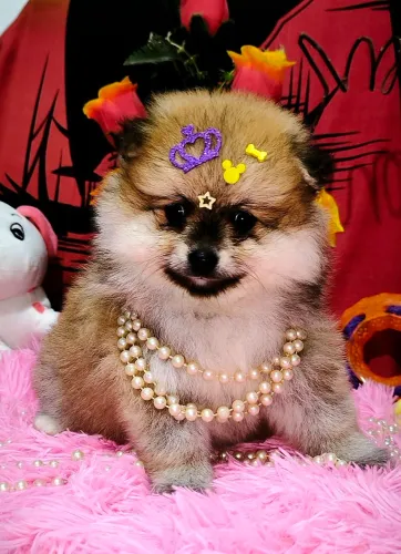 Spitz Alemão Fêmea ( porte pequeno)