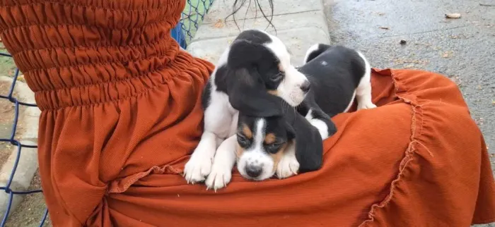 ? QUEM CONHECE UM BEAGLE, SE APAIXONA! ?
