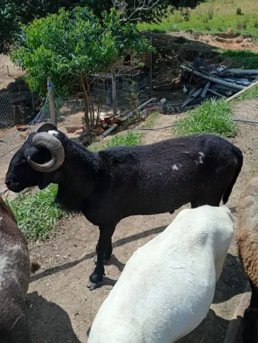 Vendo ou troco