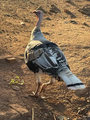 Peru macho