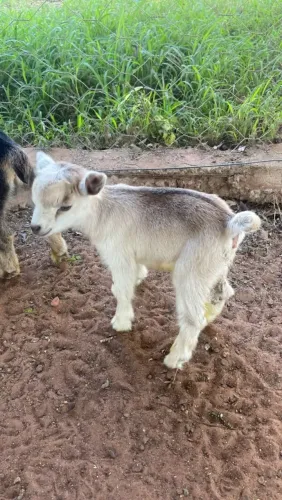 Linda mini cabra!
