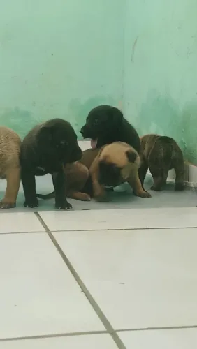 Filhote de pastor alemão e pai pitmonster 