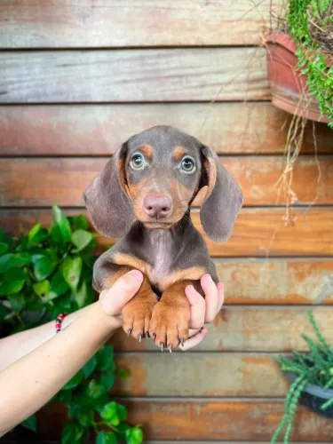 FILHOTES MACHOS DE DACHSHUND