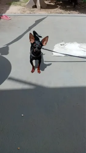 Cachorro para cruzar