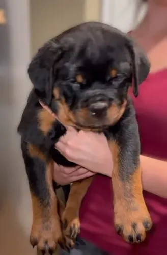 MACHOS E FÊMEAS - ROTTWEILER