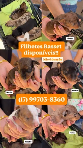 Basset Dachshund
