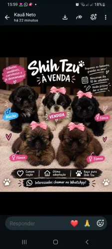Cachorra Shitzu 
