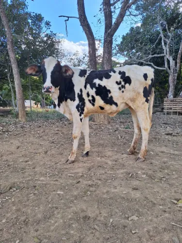NOVILHA LEITEIRA