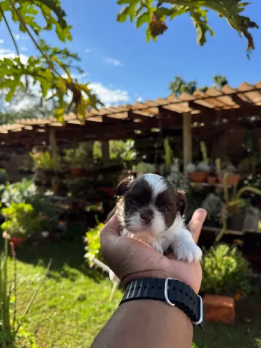 Shih Tzu mini chocolate com branco