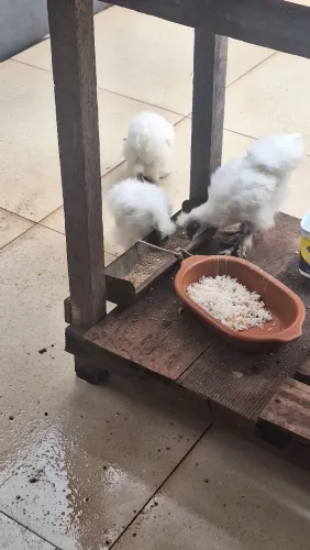 Pintos de Galinha sedosas do Japão 