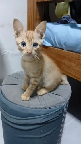 3 gatinhos precisando de donos