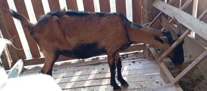 Vendo Cabras