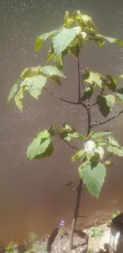 Muda da planta URUCUM de 1,5m.