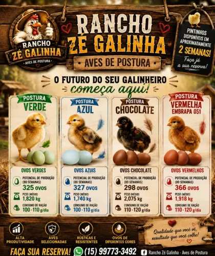 Pintinhos poedeiras
