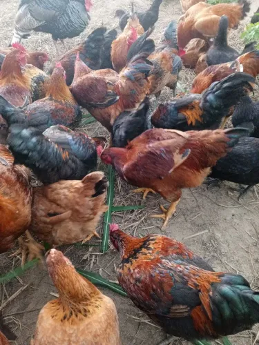 Vendo galinhas caipira 