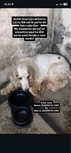 Cachorro encontrado!