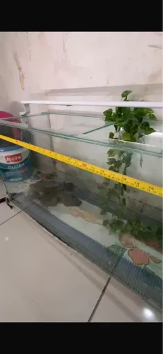 Aquário para peixes 
