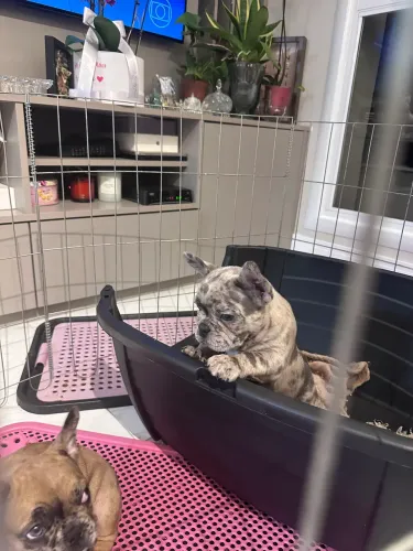 Buldogue francês importado exótico todos com os olhos claros