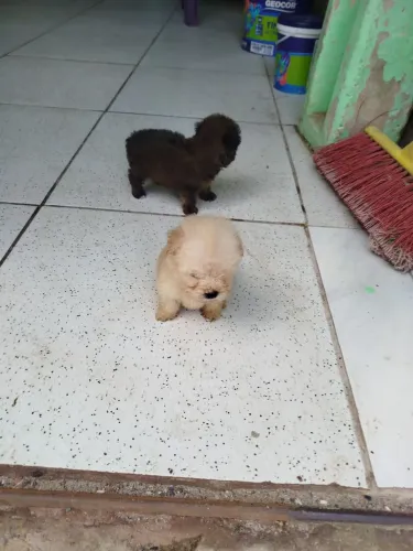 Poodle Micro
