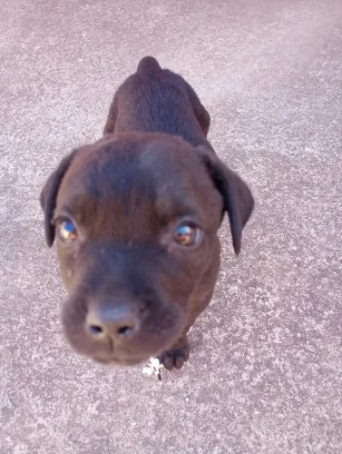 Filhote de cachorro