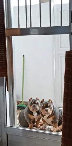 American bully filhote macho