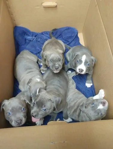 Meu irmão está doando esses filhotes de pitbull 