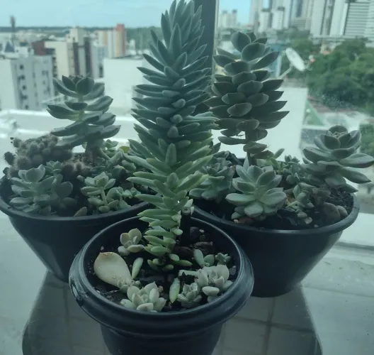 Planta: Kit Suculenta (3Potes)