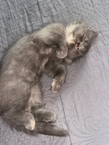 Gatinha persa &2.000,00
