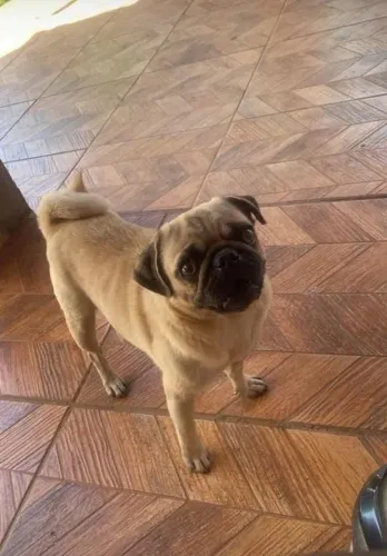 Vendo pug adulta fêmea ou troco por uma cofap